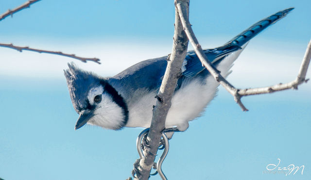 Blue Jay