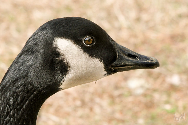 Canada Goose