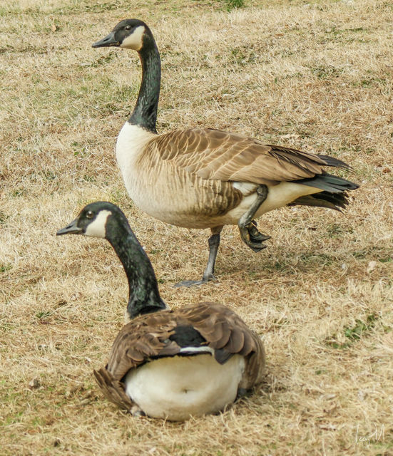 Canada Goose