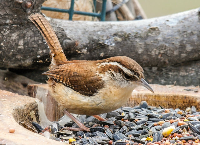 Carolina Wren