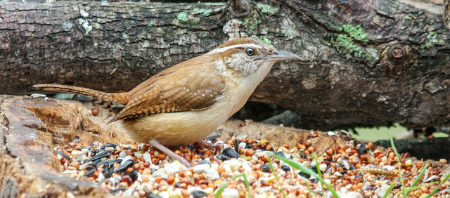 Carolina Wren