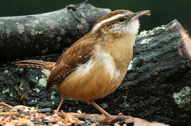 Carolina Wren