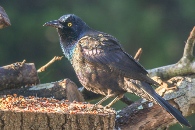 Common Grackle