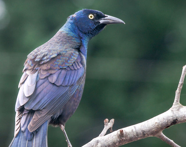 Common Grackle