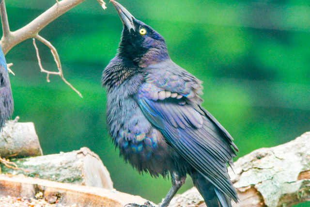 Common Grackle
