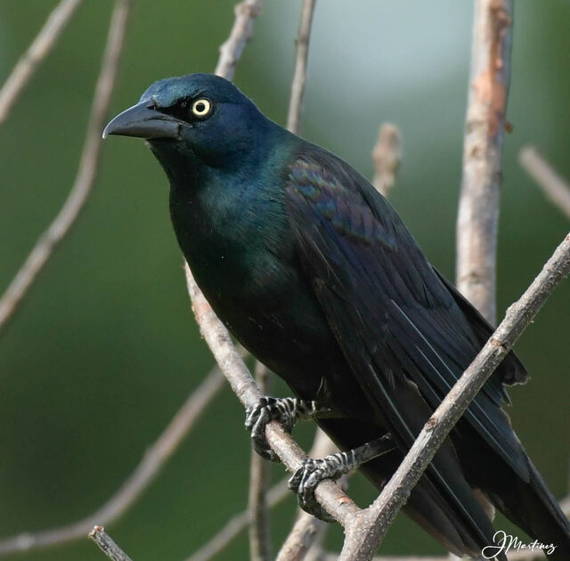 Common Grackle