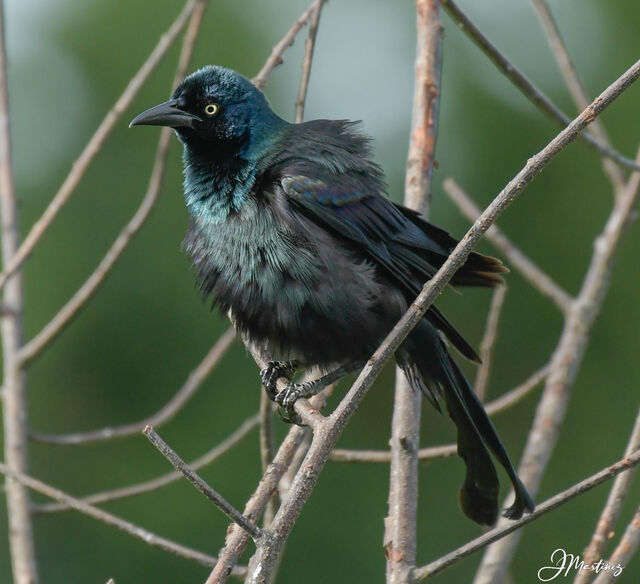 Common Grackle