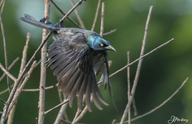 Common Grackle