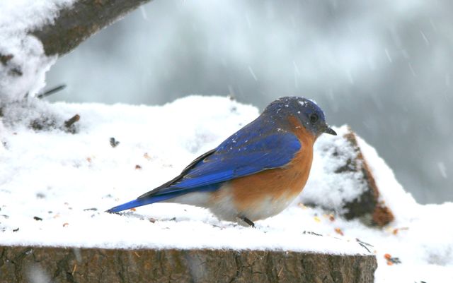 Eastern Bluebird