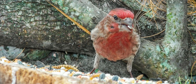 House Finch