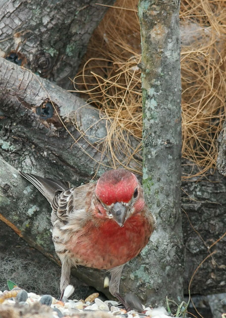 House Finch