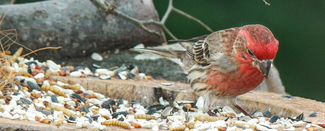 House Finch