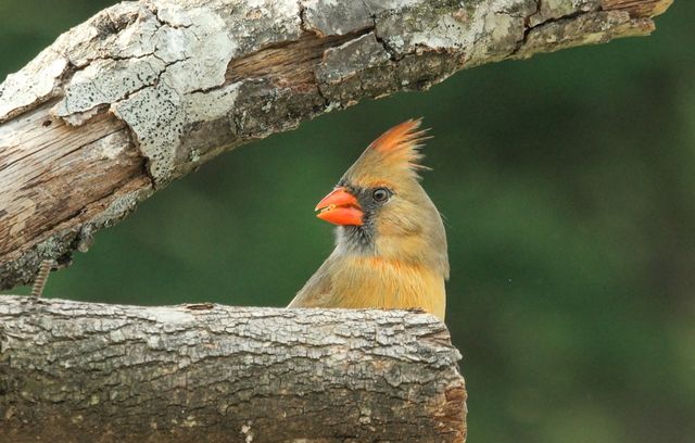 Northern Cardinal