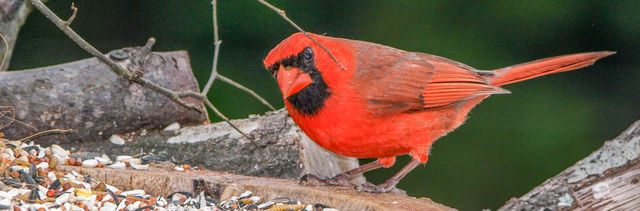 Northern Cardinal