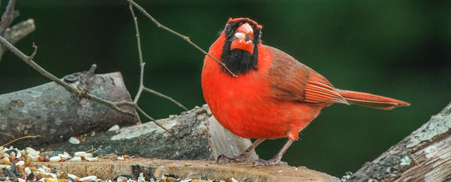 Northern Cardinal