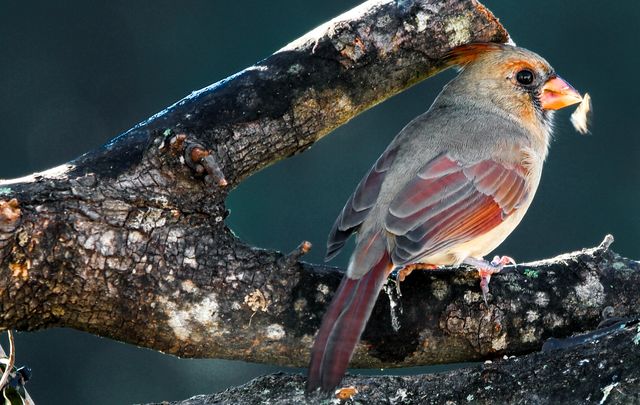 Northern Cardinal