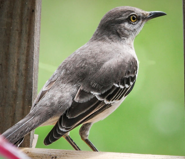 Northern Mockingbird