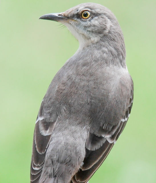 Northern Mockingbird