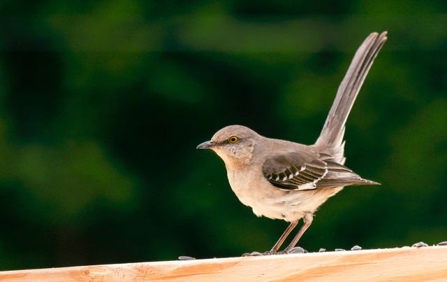 Northern Mockingbird