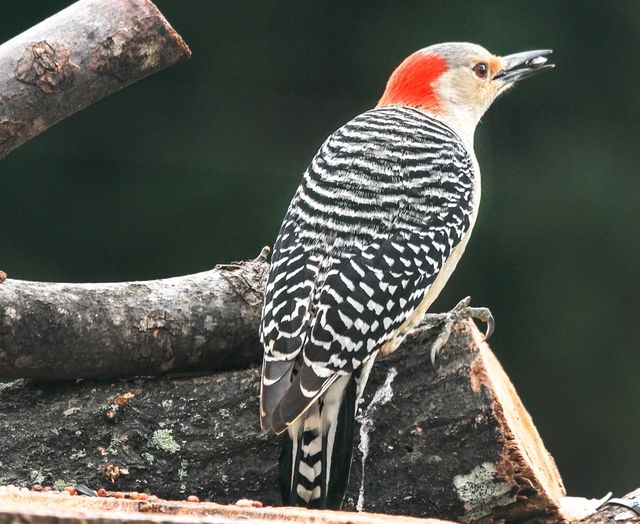 Red-bellied Woodpecker
