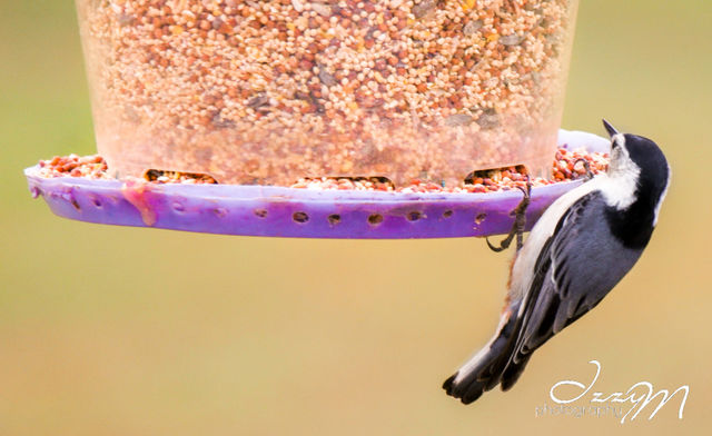 White-breasted Nuthatch