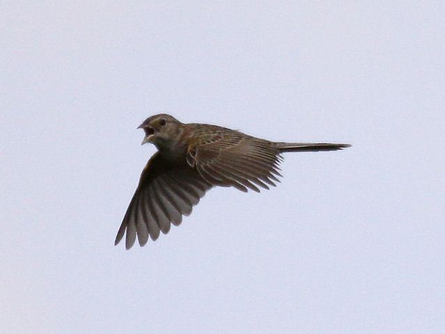 Cassin's Sparrow