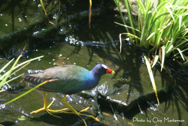 Purple Gallinule