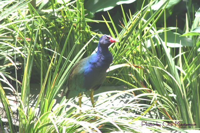 Purple Gallinule