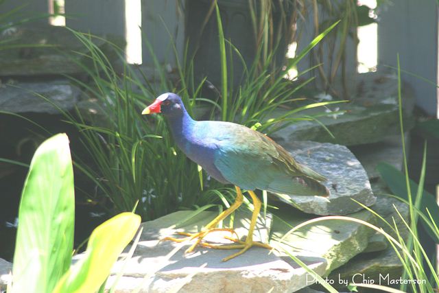 Purple Gallinule