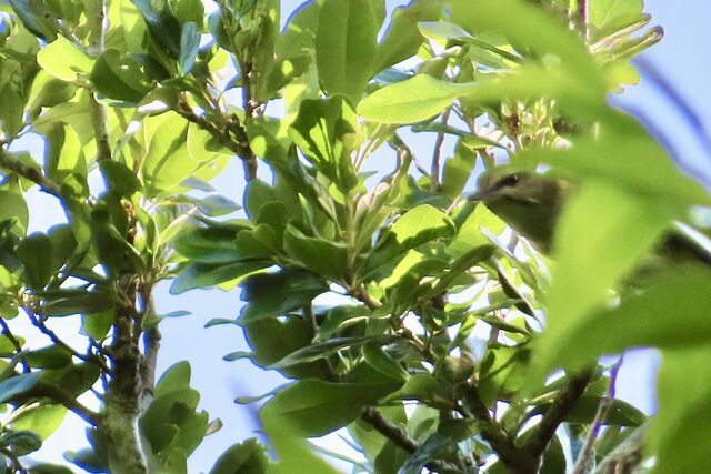 Black-whiskered Vireo