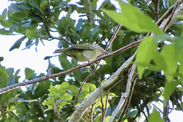 Black-whiskered Vireo