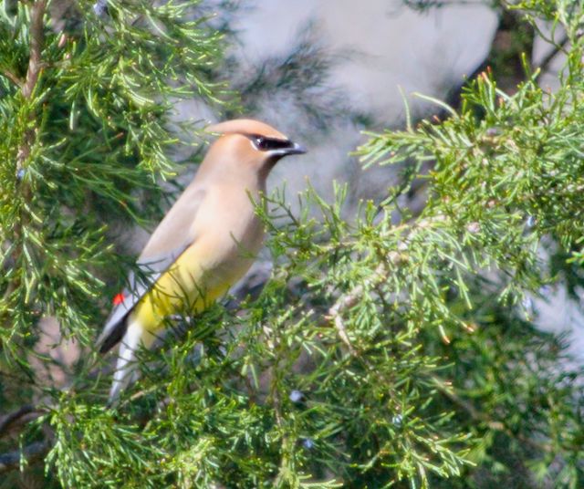 Cedar Waxwings