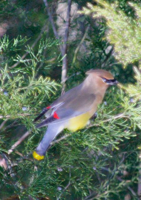 Cedar Waxwings