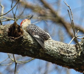 Red-bellied Woodpecker