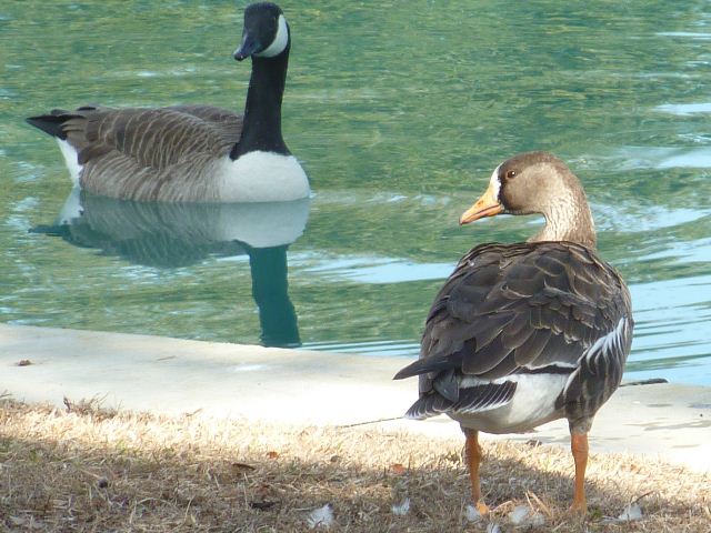Greater White-fronted Goose