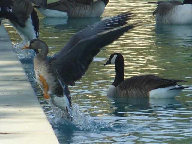 Greater White-fronted Goose