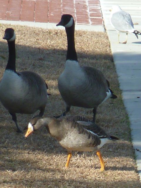 Greater White-fronted Goose