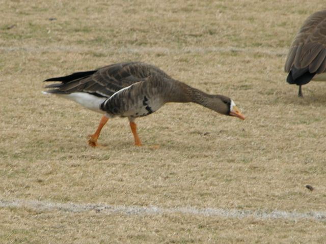 Greater White-fronted Goose