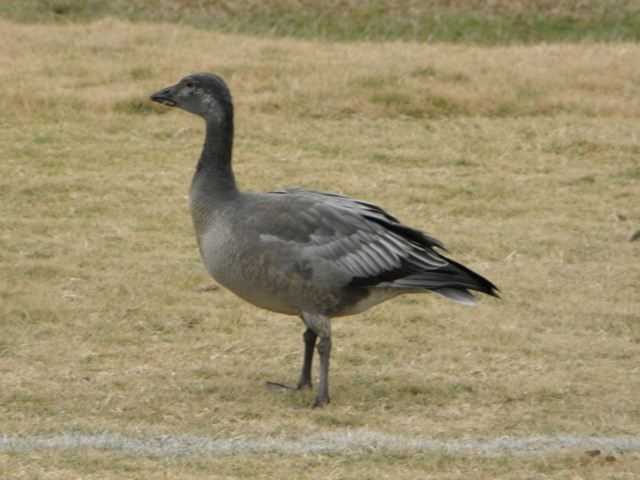 Snow Goose
