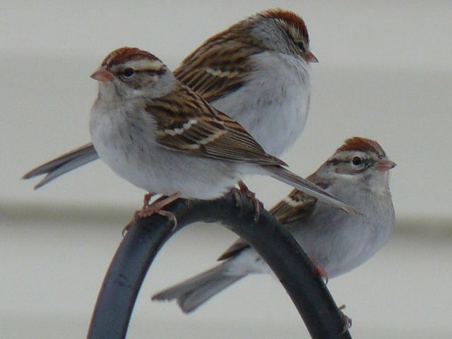 Chipping Sparrows