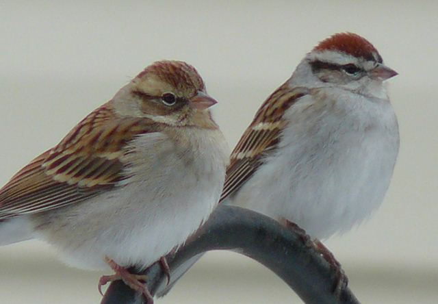 Chipping Sparrows