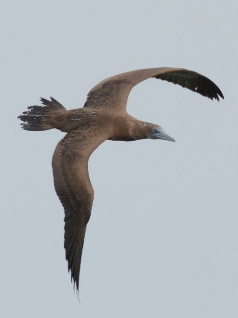 Brown Booby