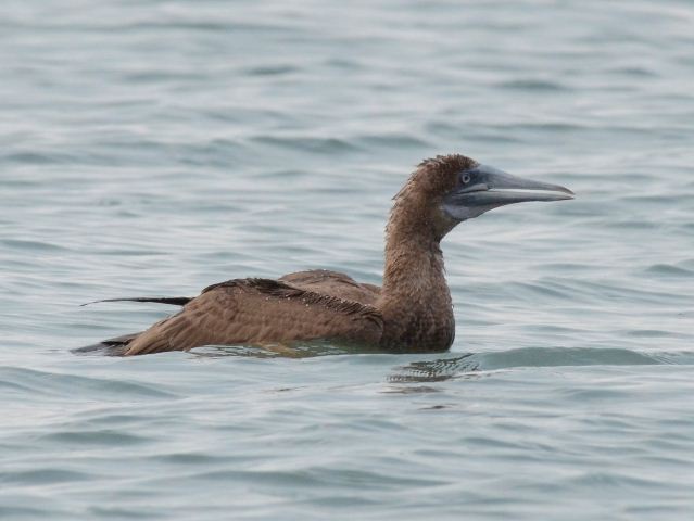 Brown Booby