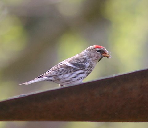 Redpoll