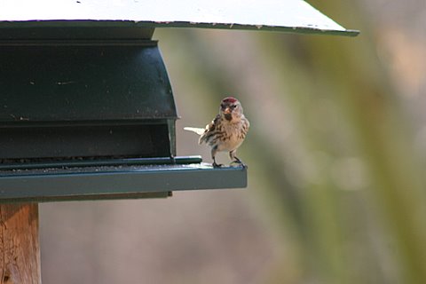 Redpoll