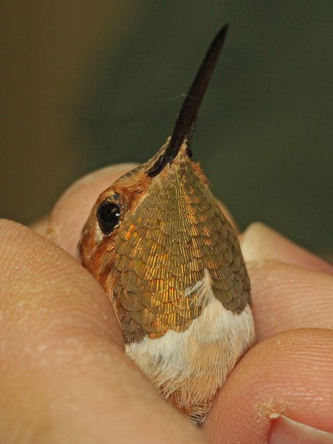 Allen's Hummingbird
