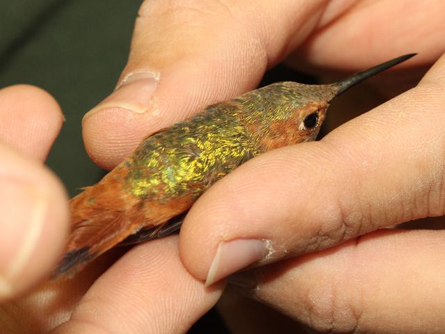 Allen's Hummingbird