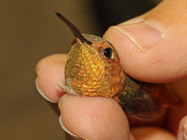 Allen's Hummingbird