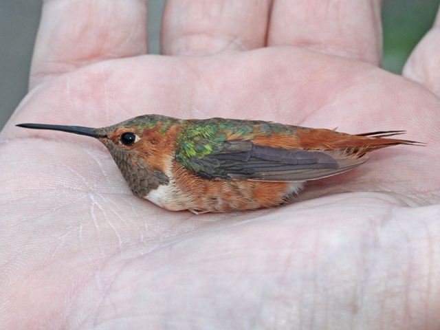 Allen's Hummingbird