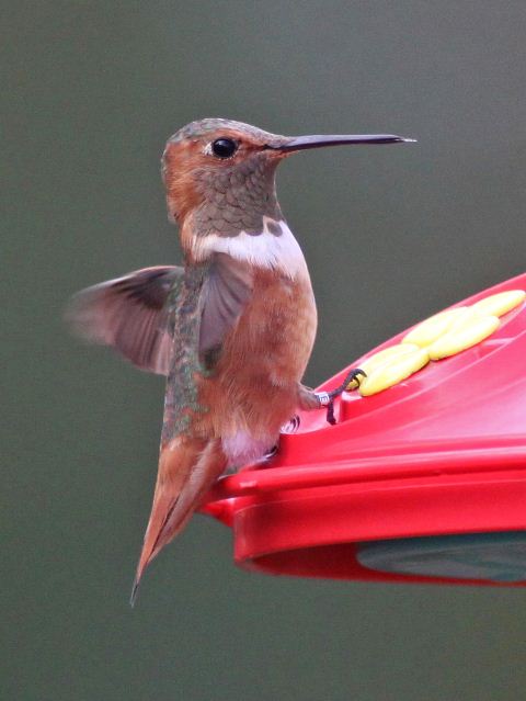Allen's Hummingbird